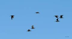 Gallinago gallinago