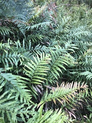 Blechnum wattsii