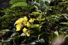 Peixotoa catarinensis