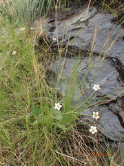 Alepidea woodii