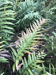 Blechnum wattsii