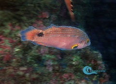 Symphodus mediterraneus
