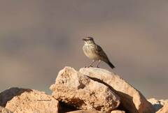 Galerida cristata