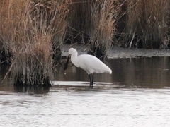 Platalea leucorodia