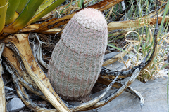 Echinocereus pectinatus pectinatus