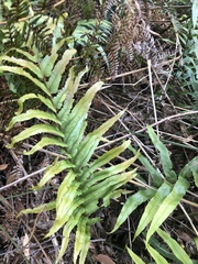 Blechnum wattsii