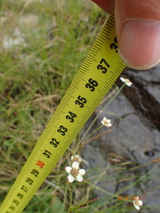 Alepidea woodii
