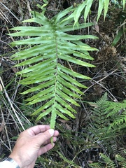 Blechnum wattsii