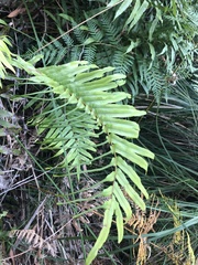 Blechnum wattsii