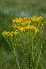 Senecio isatideus