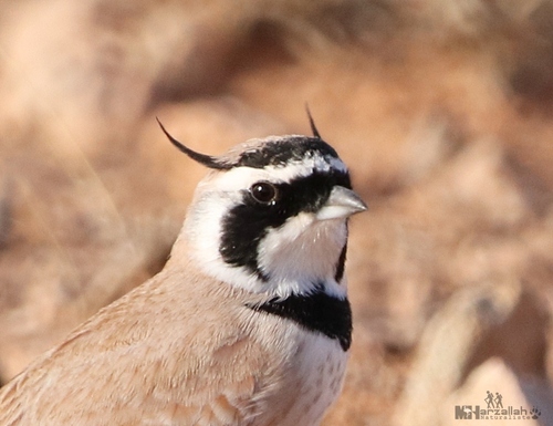 Temminck's Lark (Eremophila bilopha), photo 9