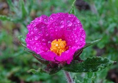 Cistus crispus