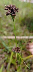 Rhynchospora brittonii