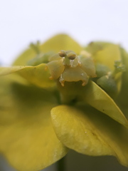 Chrysosplenium pilosum