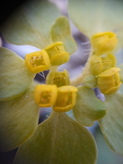 Chrysosplenium pilosum