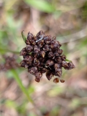 Rhynchospora brittonii