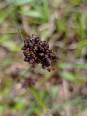 Rhynchospora brittonii