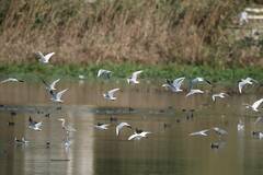 Chroicocephalus ridibundus