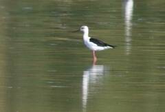 Himantopus himantopus