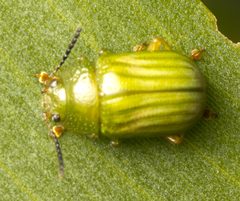 Calomela pallida