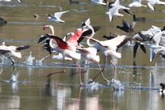 Phoenicopterus roseus