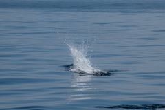 Phocoenoides dalli
