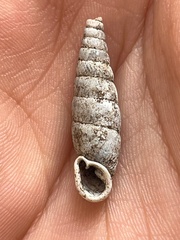 Macrophaedusa veruta