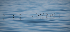 Procellariidae