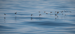 Procellariidae