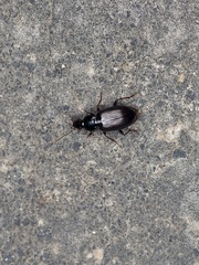 Agonum punctiforme