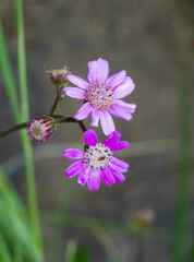 Senecio polyodon subglaber