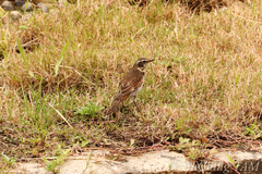 Turdus eunomus