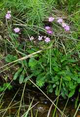 Senecio polyodon subglaber