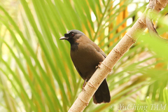 Pterorhinus chinensis