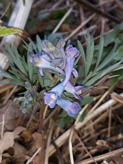 Corydalis turtschaninovii