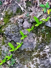 Tetrastigma formosanum