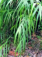 Arundo formosana