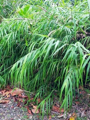 Arundo formosana