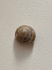 Aegista