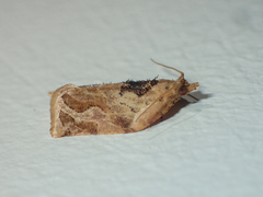 Adoxophyes privatana