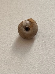 Aegista