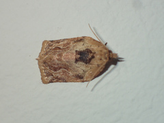 Adoxophyes privatana