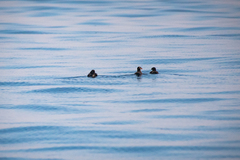 Cerorhinca monocerata