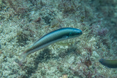 Thalassoma amblycephalus