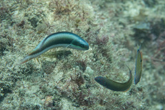 Thalassoma amblycephalus