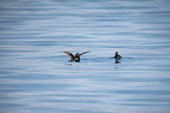 Cerorhinca monocerata