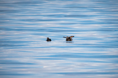 Cerorhinca monocerata