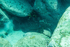 Epinephelus daemelii