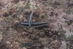 Thalassoma amblycephalus