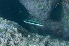 Thalassoma amblycephalus